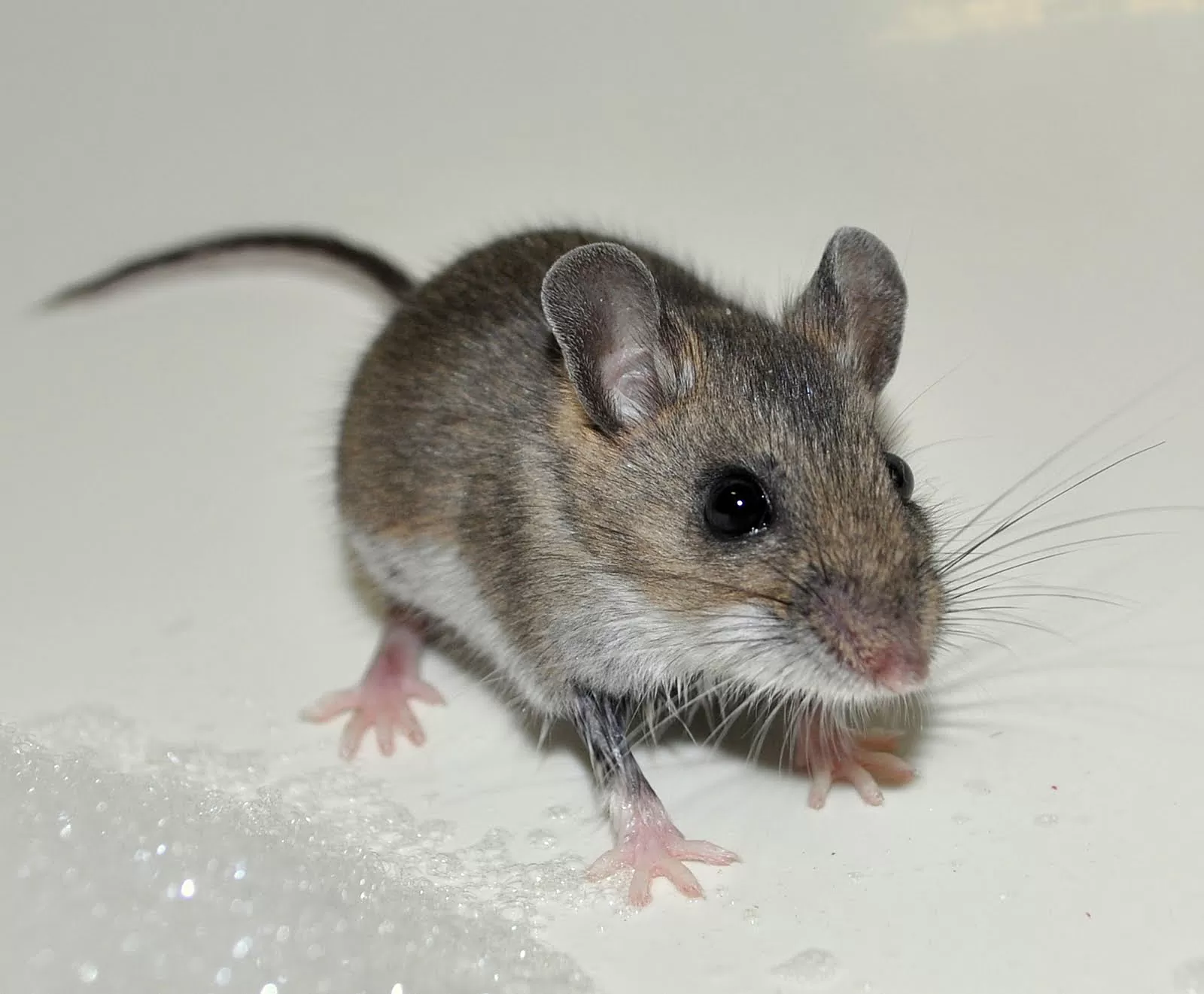 Effective Pest Management: Protecting Your Space Year-Round