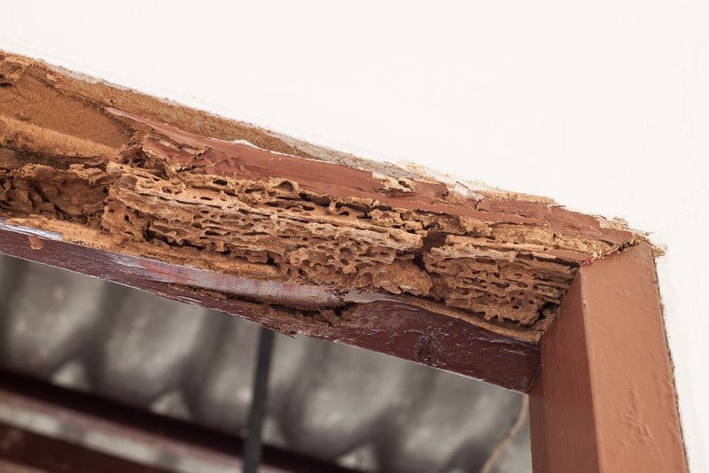 Effective prevention methods keep timber structures safe from hidden termite damage.