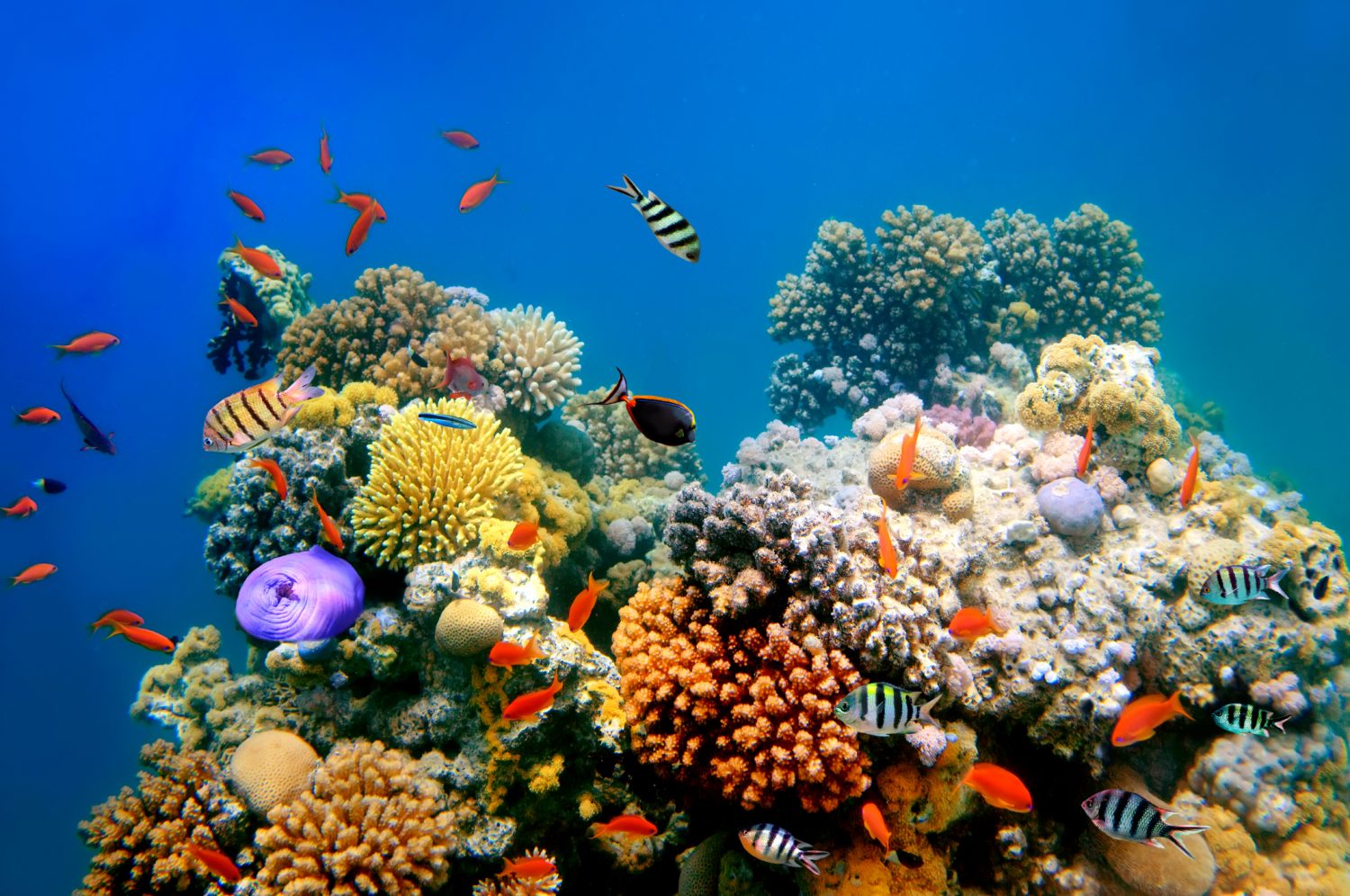facts about reefs