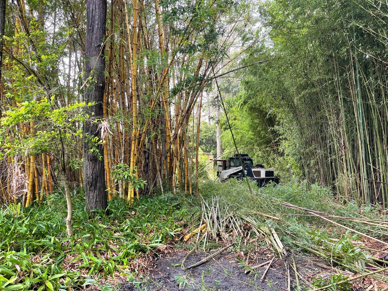 bamboo removal services