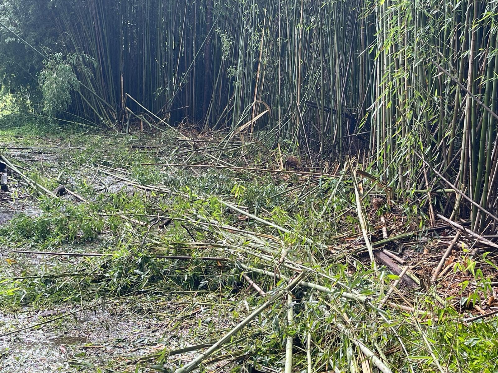 bamboo removal services